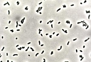 corynebacterium_glutamicum